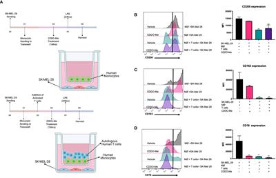 T Cells and CDDO-Me Attenuate Immunosuppressive Activation of Human Melanoma-Conditioned Macrophages